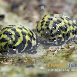 Zebra Turboschnecke, Cittarium pica Günstig